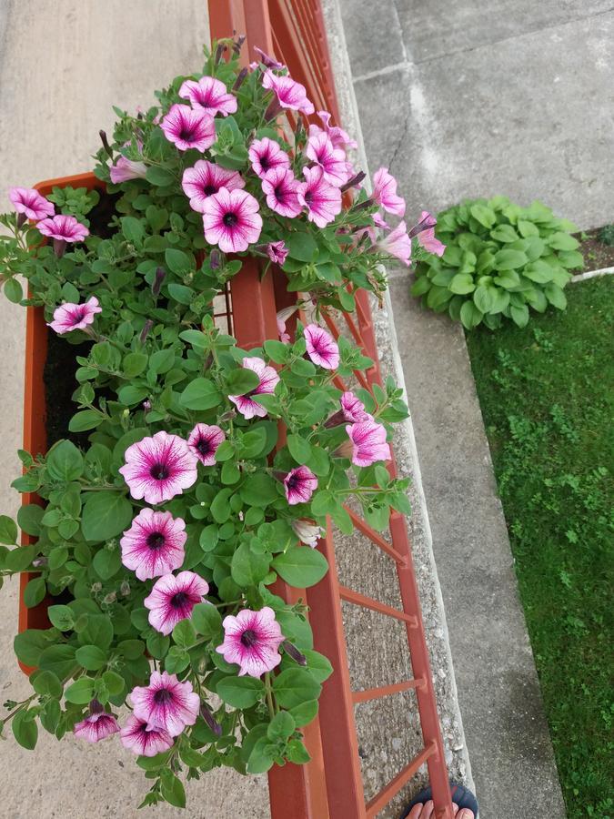 Apartments Mirkovic Cetinje Buitenkant foto